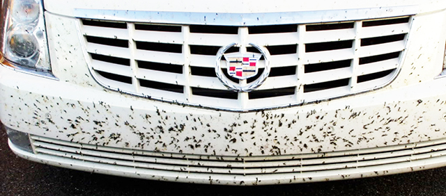 следы насекомых на авто
